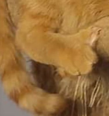 cat using toe nail to anchor self on cat tower