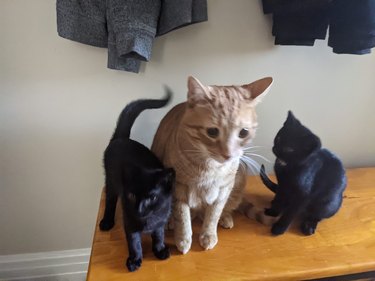 orange kit sandwiched between two black kittens