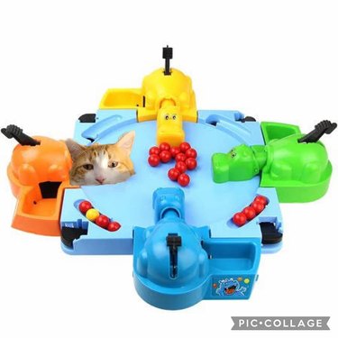 cat photoshopped into game of hungry hungry hippos