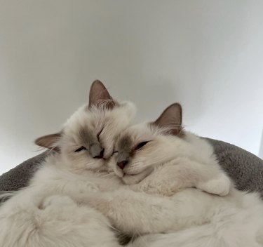 Two birman cats hugging each other.
