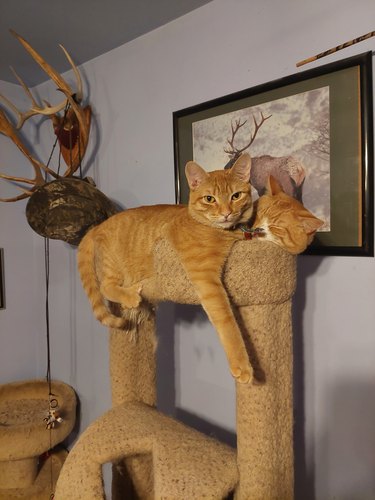 two cats squeezed onto one cat tower