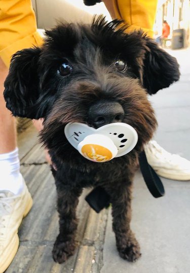 dog finds pacifier on the street