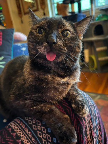 tortoiseshell cat sticking tongue out