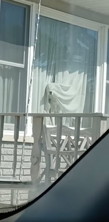 dog behind white curtain looks like ghost