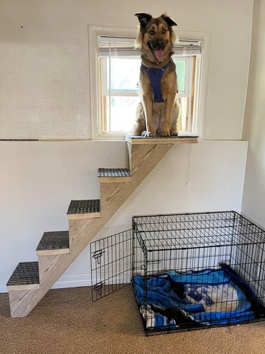 landlord builds stairs so dog can get in backyard easier