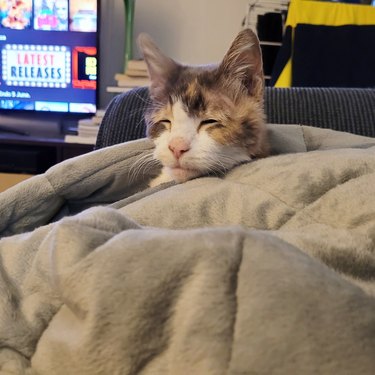 sleepy cat emerges from long nap under weighted blanket