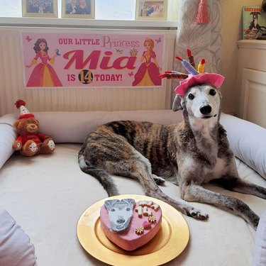 dog celebrates 14th birthday with cake