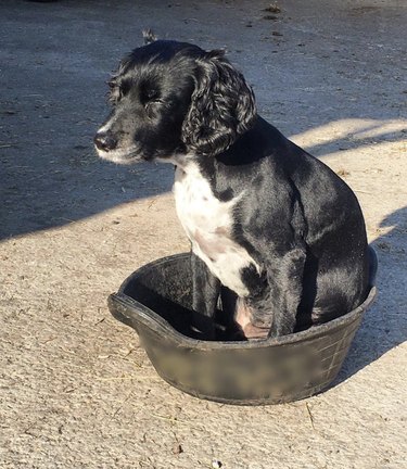 black and white cocker spaniel puppy inside tiny bucket.