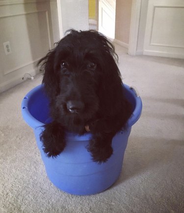 dog inside blue bucket