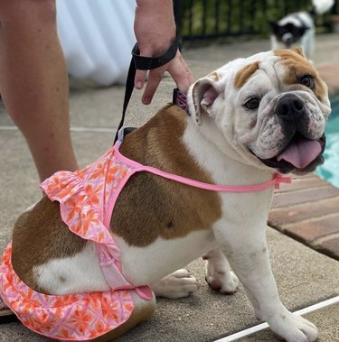 dog in pink swimsuit