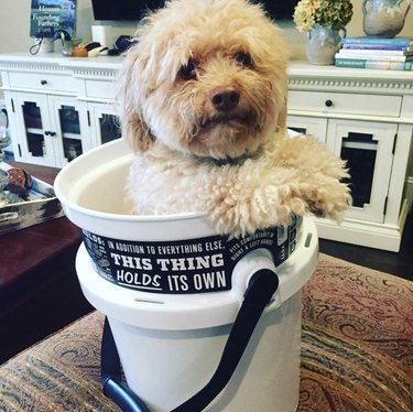 dog inside all purpose bucket