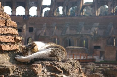 cat sleeps at Roman Coliseum