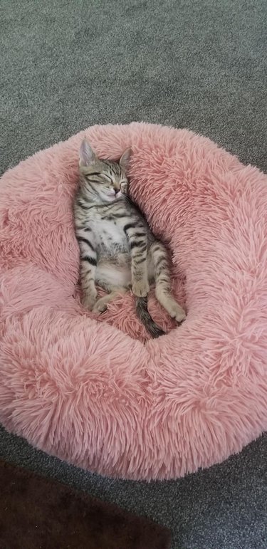 cat sleeps on fuzzy pink pillow