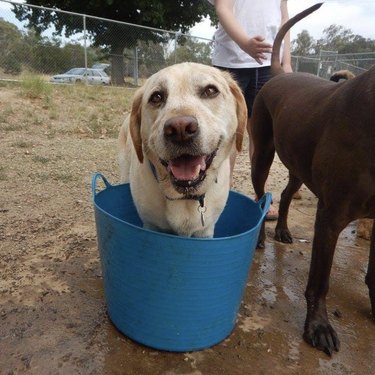 dog inside blue bucket.