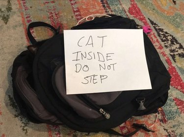 cat sleeps in backpack