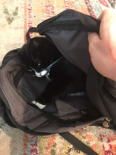 cat sleeps in backpack