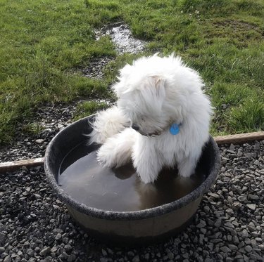 dog inside bucket with water.