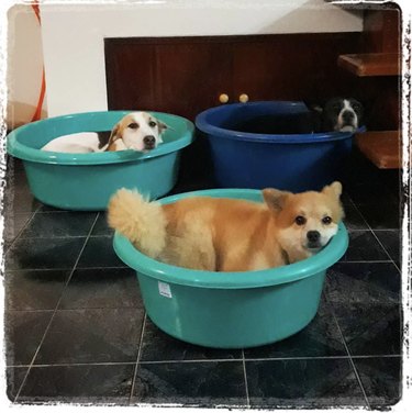 three dogs in plastic buckets.