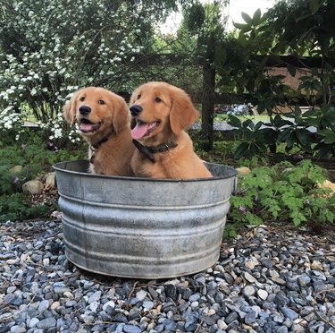 Two golden retriever puppies inside bucket outside.