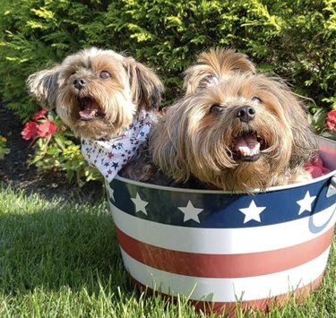 two yorkie dogs inside bucket with american flag.