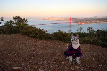 cat poses for picture in front of Golden Gate Bridge