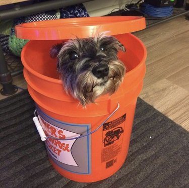 dog inside bucket.