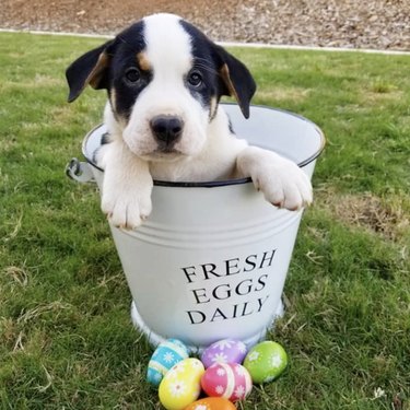 terrier mix puppy inside bucket that says, "Fresh Eggs Daily".