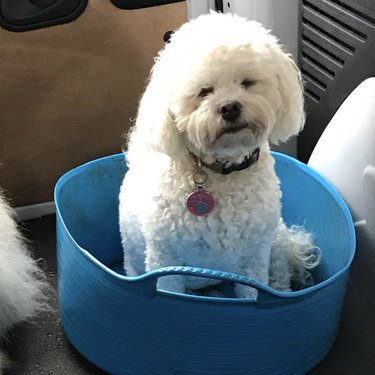 white dog inside blue bucket.