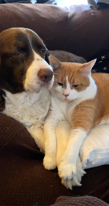 Dog and cat snuggle on couch