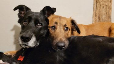 Two dogs cuddling