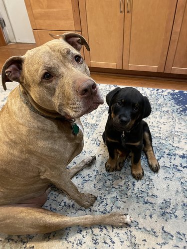 Older pit bull sits next to Rottweiler puppy