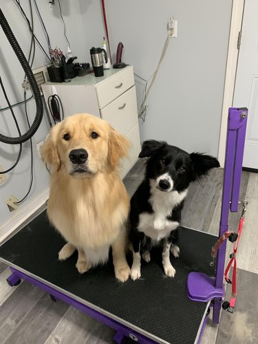 Golden retriever and border collie sit side by side at a dog grooming station