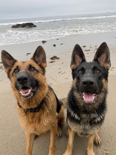 Two shepherd mixes sit side by side at the beach