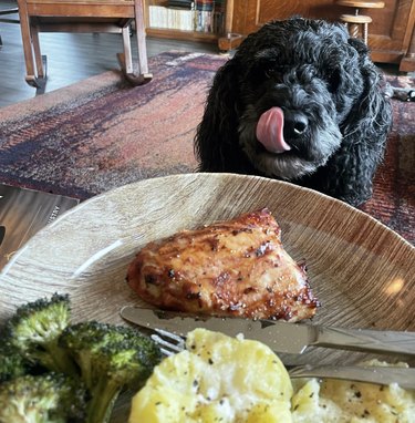 dog licking its chops staring at a plate of food