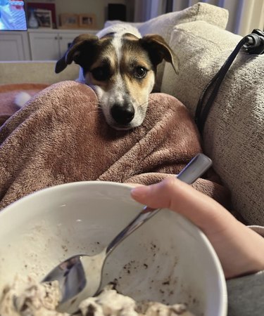 a dog staring at a bowl of ice cream
