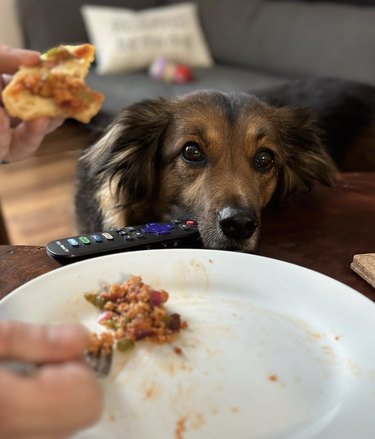 dog staring at a plate of sloppy Joe