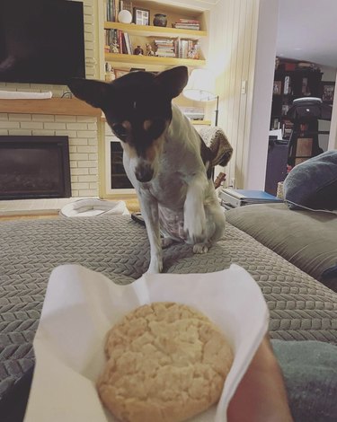 dog making a paw at a cookie