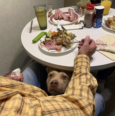 a dog staring at a man eating from under a table