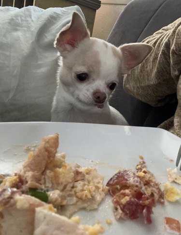 a dog staring at a plate of food