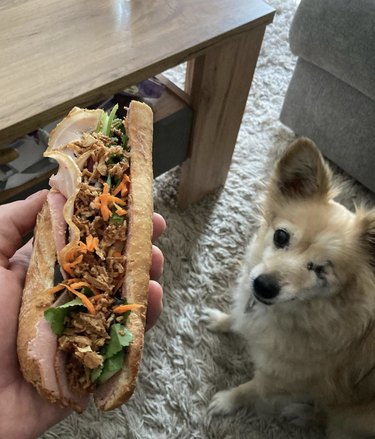 dog staring at a banh mi