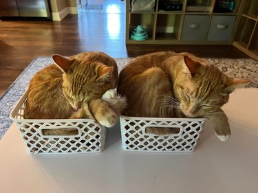 orange cats sleeping in matching baskets