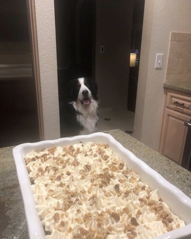 a dog staring at a recently baked cake
