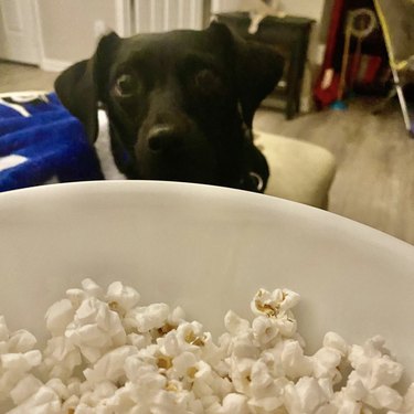 dog staring at popcorn with big eyes