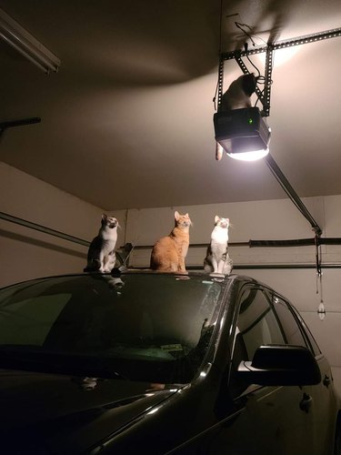 cats staring at garage light