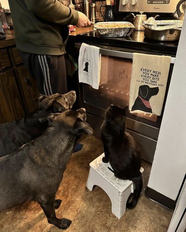 three dogs staring at a casserole dish on the kitchen counter