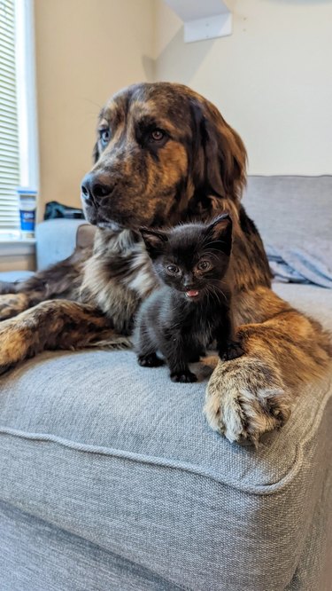 big dog loves tiny kitten