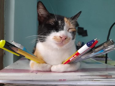 sleeping cat doubles as pen holder