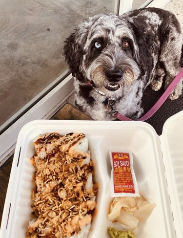 dog looking at a plate of Asian food