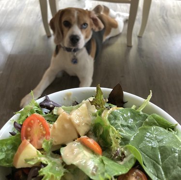 a dog staring at a bowl of salad