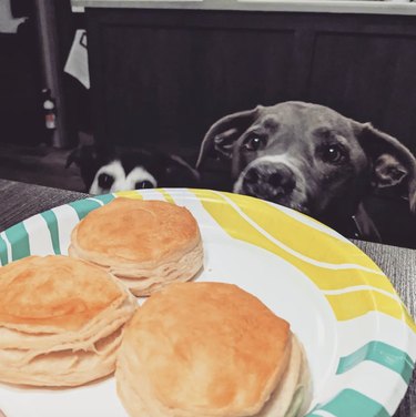 two dogs staring at a plate of biscuits